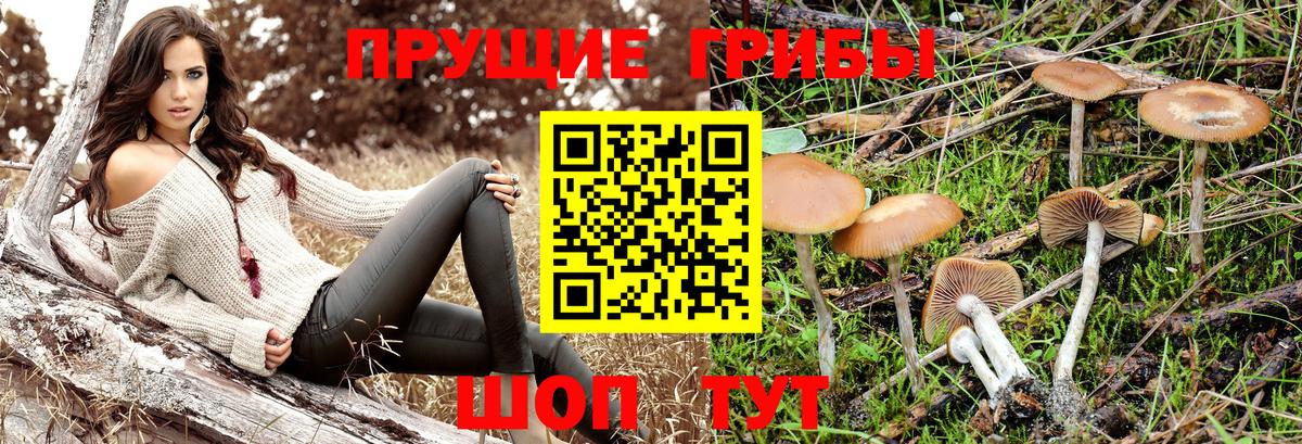 Галлюциногенные грибы прущие грибы Мичуринск